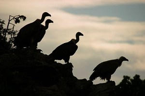 buitres
